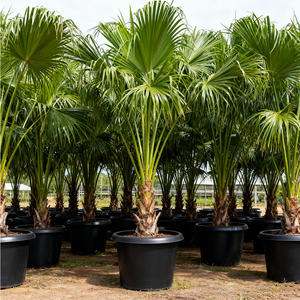 Pots en plastique moulés par injection de 20 gallons prêts pour l'automatisation avec trou de drainage, empilables et réutilisables pour les opérations de jardinage à domicile et en pépinière - Product Image 1