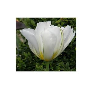 Papier blanc jonquilles et grand soleil jonquilles avalanche <span class=keywords><strong>tulipe</strong></span> bulbes jardin fleur Kit intérieur maison <span class=keywords><strong>plantation</strong></span> Design Pots - Product Image 1