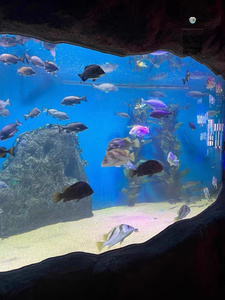 Aquarium mural en acrylique carré grand cylindre cube, aquarium pour poissons d'eau salée en plastique de 50 mm 60 mm - Product Image 6