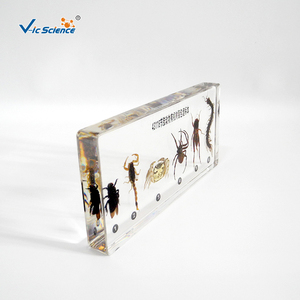 Arthropod-especímenes de resina orgánica incrustados, para educación escolar - Product Image 2