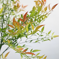 Arbre artificiel Nandina ornemental de 150 cm, fait main, avec feuillage automnal dégradé, en plastique durable pour la décoration intérieure