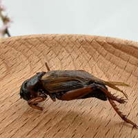 Grillons séchés de haute qualité, élevés à la ferme, à faible humidité et longue durée de conservation, pour oiseaux et oiseaux sauvages