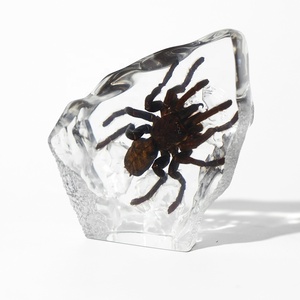 Mát Phong Cách Acrylic Bảng Trang Trí Taxidermy Côn Trùng Động Vật Nhựa Khối Bất Bug Mẫu Vật Nhúng Lucite Halloween - Product Image 3