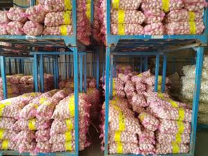 <span class=keywords><strong>Ail</strong></span> frais chinois Alho pour la vente en gros de légumes frais Prix usine <span class=keywords><strong>Ail</strong></span> <span class=keywords><strong>blanc</strong></span> <span class=keywords><strong>ou</strong></span> <span class=keywords><strong>violet</strong></span> frais pour 4.0 4.5 5.0 5.5 CM Taille - Product Image 3