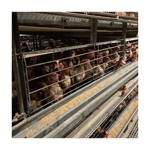 Système de batterie <span class=keywords><strong>motorisé</strong></span> <span class=keywords><strong>automatique</strong></span> en acier galvanisé à bon prix pour cages à poules pondeuses de type H - Product Image 2