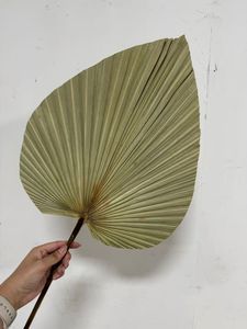 Feuilles de palmier <span class=keywords><strong>séchées</strong></span> à l'air naturel de style Instagram pour magasin de <span class=keywords><strong>fleurs</strong></span>, meubles d'ameublement et décoration de lieu de mariage - Product Image 3