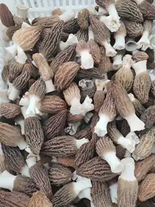 DETAN-seta de Morchella Conica de buena calidad, tallo Natural fresco, precio del 2022