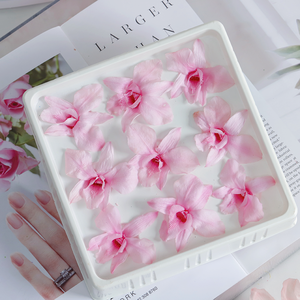 Fleurs décoratives stabilisées <span class=keywords><strong>Cymbidium</strong></span>, <span class=keywords><strong>prix</strong></span> d'usine en gros, naturelles et durables, 3-5 ans, pour la Fête des Mères - Product Image 6