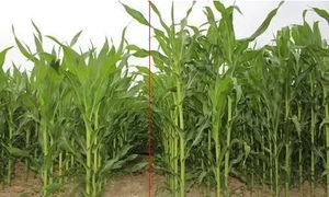 ปุ๋ยปุ๋ยหมักอินทรีย์ใหม่<span class=keywords><strong>ยา</strong></span>สมุนไพรจีนเน่า<span class=keywords><strong>เชื้อรา</strong></span>จุ<span class=keywords><strong>ล</strong></span>ินทรีย์ป<span class=keywords><strong>ล</strong></span>่อยช้ายาฆ่าแมลงการเกษตร - Product Image 5