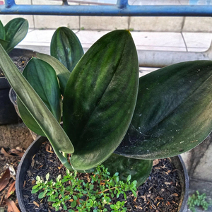 พรีเมี่ยม ไซน์ดาปซัส เทรูบี มูนไลท์: ต้นไม้ใบเงินซาตินหายาก ต้นไม้พันธุ์เขตร้อน ผู้จัดจำหน่าย - Product Image 1