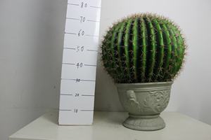 Vente Flash Faux <span class=keywords><strong>Cactus</strong></span> Artificiel en Pot, Balle de Succulentes Très Réalistes, Bonsaï, <span class=keywords><strong>Prix</strong></span> Usine, Plante Fictive pour Décoration Extérieure - Product Image 2