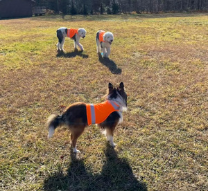 Customized Modern Leisure Solid <strong>Hi</strong>-<strong>Vis</strong> Reflective <strong>Dog</strong> Safety Vest Waterproof Polyester Oxford Belt Custom Logo Summer - Product Image 3