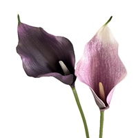Vente en gros de grandes fleurs artificielles en EVA, Calla Lily, fleurs au toucher réel, bouquet de Calla Lily pour la décoration de la maison