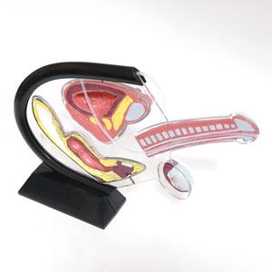 Masculino Anatomia Genitourinária Formação Modelo com Cateterismo Equipamento Educacional - Product Image 6