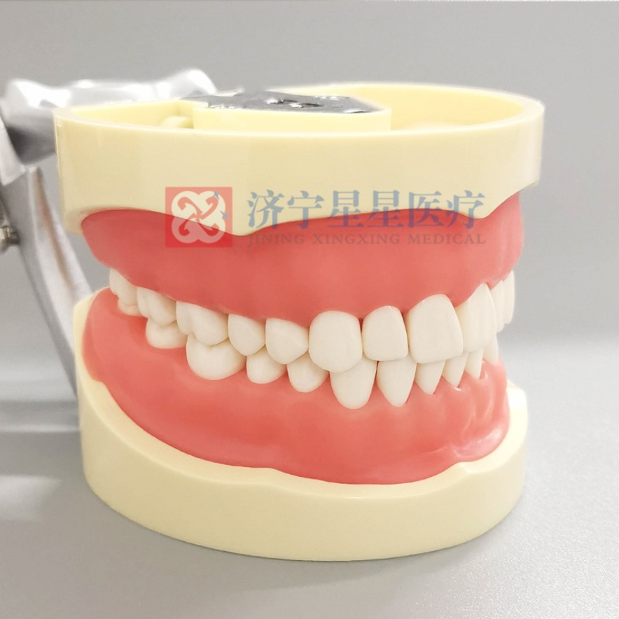 Nissin Dental Models - High-Quality Training Tools