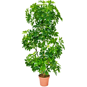 Cây Ô Liu Giả Nhân Tạo, Trang Trí Nhà Cửa, Vườn Nhà, Cây Ô Liu Nhân Tạo Chống Tia UV - Product Image 4