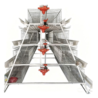 Cage d'élevage de poulets de type A pour ferme avicole, capacité 10 000 poulets avec système d'évacuation automatique du fumier pour poules pondeuses