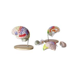 50106.11 1/2 kích thước tự nhiên 32 phần 4D cơ quan giải phẫu mô hình não sọ - Product Image 3