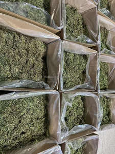 เครื่องตัดสาหร่ายแห้งก้านสาหร่าย10กก. undaria pinnatifida - Product Image 3