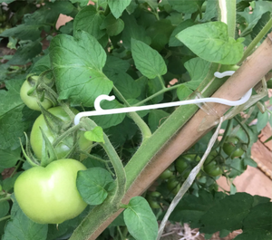 Clips de vigne de qualité export Chili - Crochets de vignoble entièrement en plastique - Supports de branches de <span class=keywords><strong>kiwi</strong></span> anti-UV pour grandes vergers - Product Image 5