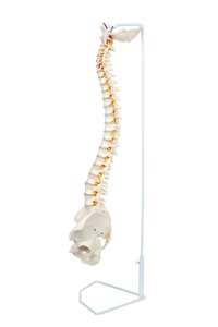 Modelo de Coluna Vertebral Flexível HSBM-104 - Modelo de Cordão Espinhal em Tamanho Real com Vértebras, Nervos, Artérias, Coluna Lombar e Pelve Masculina - Product Image 2
