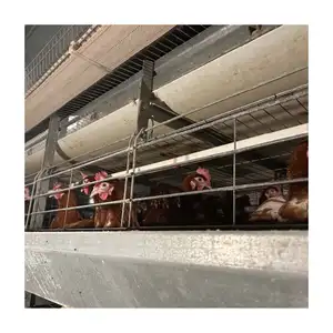 Antitrust Easy Cleaning Automatic H Type Chicken Cage