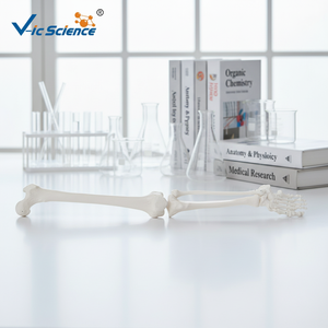 Modelos Educativos o Didácticos de Esqueletos, Modelo de <span class=keywords><strong>Esqueleto</strong></span> <span class=keywords><strong>Humano</strong></span> de Extremidad <span class=keywords><strong>Inferior</strong></span> a Tamaño Real (en Pares) para Ciencias Médicas - Product Image 3
