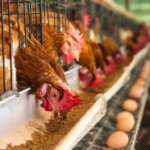 تغذية الدواجن تغذية الجناز تغذية البيض تحسين إنتاج البيض الأداء تجميع غذاء الدجاج مغذي الدواجن