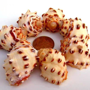 Guscio di lumaca di <span class=keywords><strong>mare</strong></span> naturale guscio di Lychee smerlato <span class=keywords><strong>perla</strong></span> guscio lucido pesce per <span class=keywords><strong>la</strong></span> decorazione <span class=keywords><strong>del</strong></span> paesaggio - Product Image 5