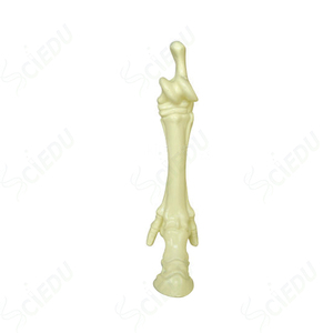 Equipo de enseñanza Modelo de enseñanza veterinaria Recurso de enseñanza Modelo de esqueleto animal Modelo de biología de esqueleto de caballo - Product Image 6