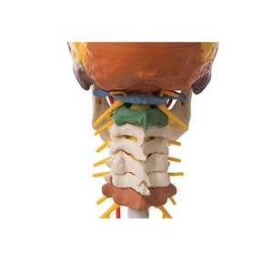 Modèle de crâne humain pour simulation médicale adulte 1:1, anatomie du crâne codée numériquement, spécimen de crâne - Product Image 1