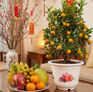 Pot de fleurs en plastique blanc avec logo personnalisé, matériau PP, écologique, léger, pour jardin, pépinière, bonsaï, imperméable - Product Image 1