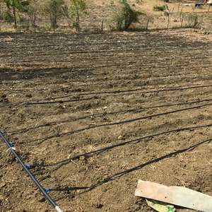 Cinta डे riego पोर goteo - Product Image 1