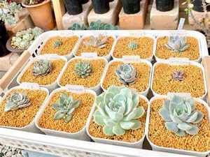 Sol Kanuma (argile) résistant à l'eau, jaune, pour plantes en pot, polyvalent, succulentes, orchidées - Product Image 5