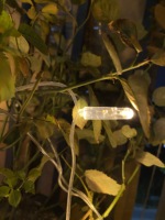 Guirlande Lumineuse LED de Noël pour Jardin, Chaîne d'Éclairage LED IP65, Guirlande Lumineuse Extérieure Étanche, Lumières Féeriques 10m pour Mariage et Maison