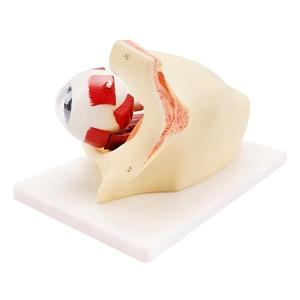 Modelo de anatomía <span class=keywords><strong>del</strong></span> <span class=keywords><strong>ojo</strong></span> humano con aumento de 3 veces, con órbita, hueso, nervio y partes desmontables <span class=keywords><strong>del</strong></span> globo ocular para el aula de biología y fisiología - Product Image 4