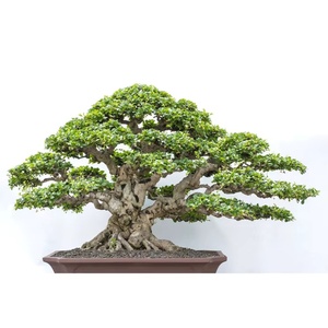 Excelente Idea de Regalo: Kit de Cultivo de Bonsái de Arce Amarillo Japonés para Oficina con Maceta y Tapete para Plantas de Interior, Kit para Niños - Product Image 5