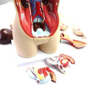 चिकित्सा मॉडल मानव टोर्सो एनाटॉमी Model-45Cm विघटित 16-टुकड़ा आधा शरीर के साथ आंतरिक अंगों के साथ नर और मादा - Product Image 2