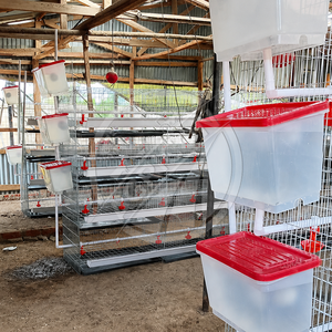 Nuevo Jaula de Cría Tipo H Galvanizada en Caliente de 3-4 Niveles, Equipo Automático para Aves de Corral, para <span class=keywords><strong>Pollitos</strong></span> de un Día, Cría de 1 a 110 Días - Product Image 5