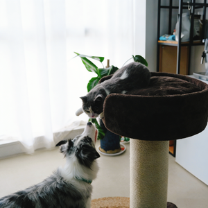 Griffoir robuste pour chat avec lit en peluche surélevé - Meuble stable pour chat - Product Image 3