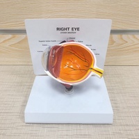 Anatomie 3D de l'œil humain, modèle anatomique pour l'école, anatomie des yeux et pour l'enseignement médicale