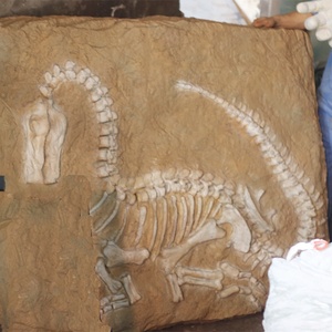 Decoración de Fósil de Dinosaurio Realista de Tamaño Natural para Uso en Interiores, Exhibición Educativa para Niños - Product Image 4