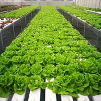 Système hydroponique vertical de culture de fraises commerciales 2023, canal NFT, à vendre