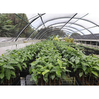 Serre tunnel simple en plastique pour tomates, légumes et usage agricole – Offre spéciale