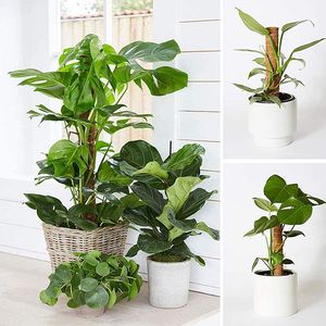 Plante Mousse Coir Pôle Pliable <span class=keywords><strong>Plantes</strong></span> Escalade <span class=keywords><strong>Support</strong></span> Extension Palmier Vignes Bâton Intérieur Balcon Jardin Cour Fleur Décor - Product Image 6