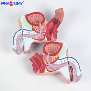 Modelo de Sistema Genital y Urinario Masculino de Tamaño Real, 4 Partes Desmontables, Herramienta de Enseñanza Anatómica, Material de PVC, Regalo Médico - Product Image 4