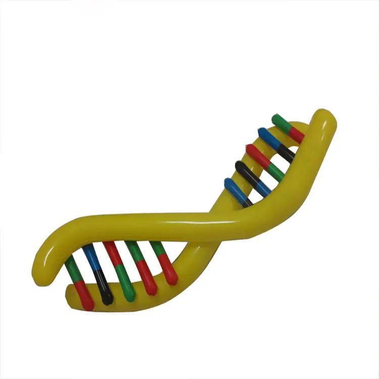 Yeni 160cmL şişme DNA modeli