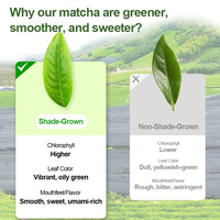 Échantillon Gratuit en Gros 2026 Matcha Marque Privée 100% Naturel Pur Thé Vert Cérémonial en Poudre