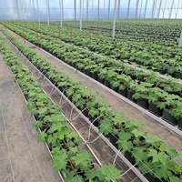 Système de gouttières pour substrat hydroponique en serre, pour la culture verticale de fraises, tomates et concombres