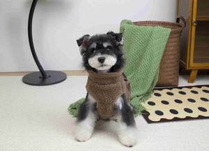 Luxo Marca Algodão Impermeável Durable <span class=keywords><strong>Dog</strong></span> Inverno Pet Jackets & Hoodies Custom Christmas Clothing - Product Image 3